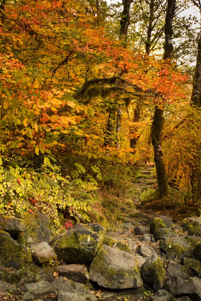 Bosque de hayas en otoño